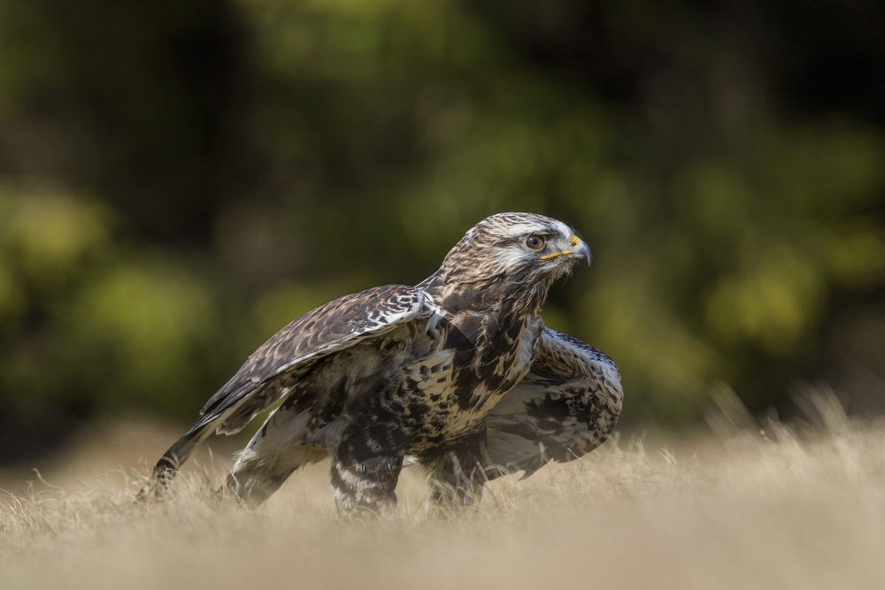 Buteo lagopus