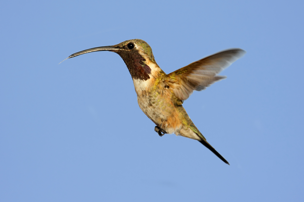 Male Lucifer Hummingbird (Calothorax lucifer)