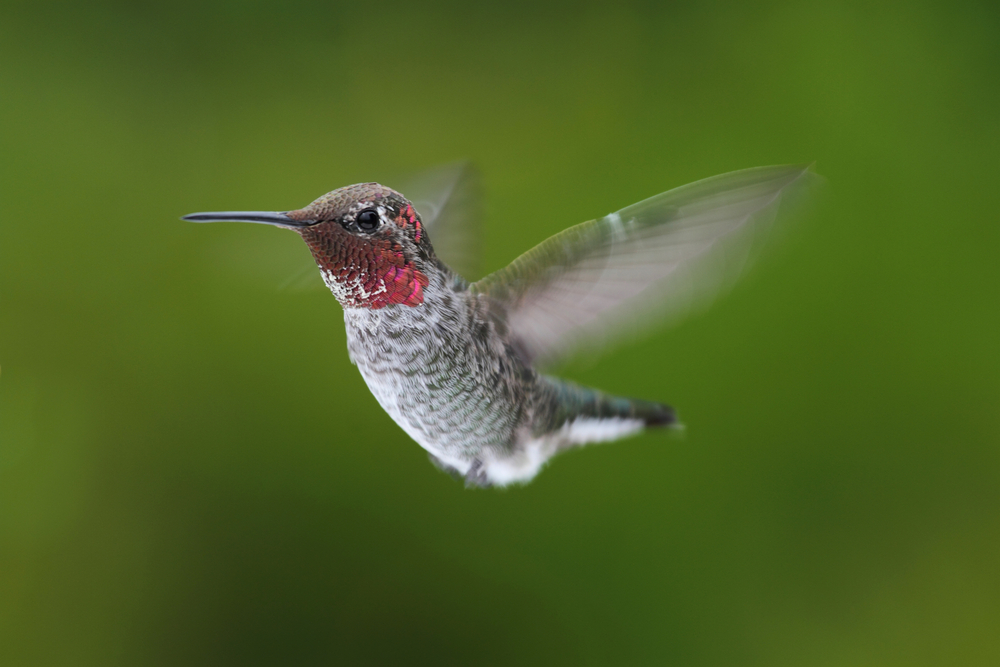 Male Annas Hummingbird (Calypte anna)