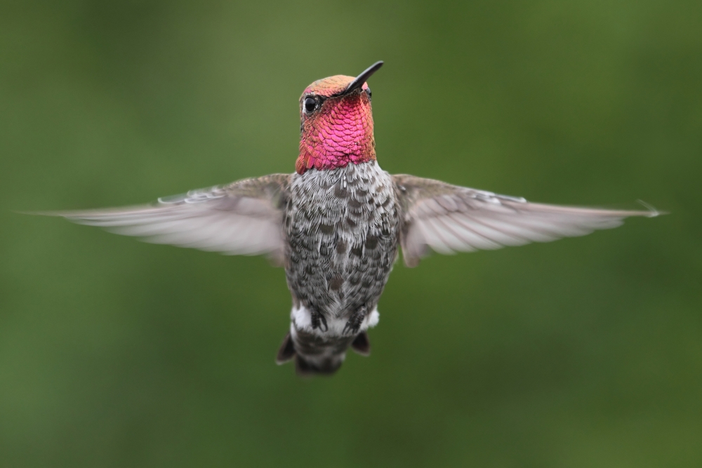 Male Annas Hummingbird (Calypte anna)