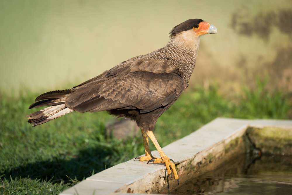 Southern crested caracara