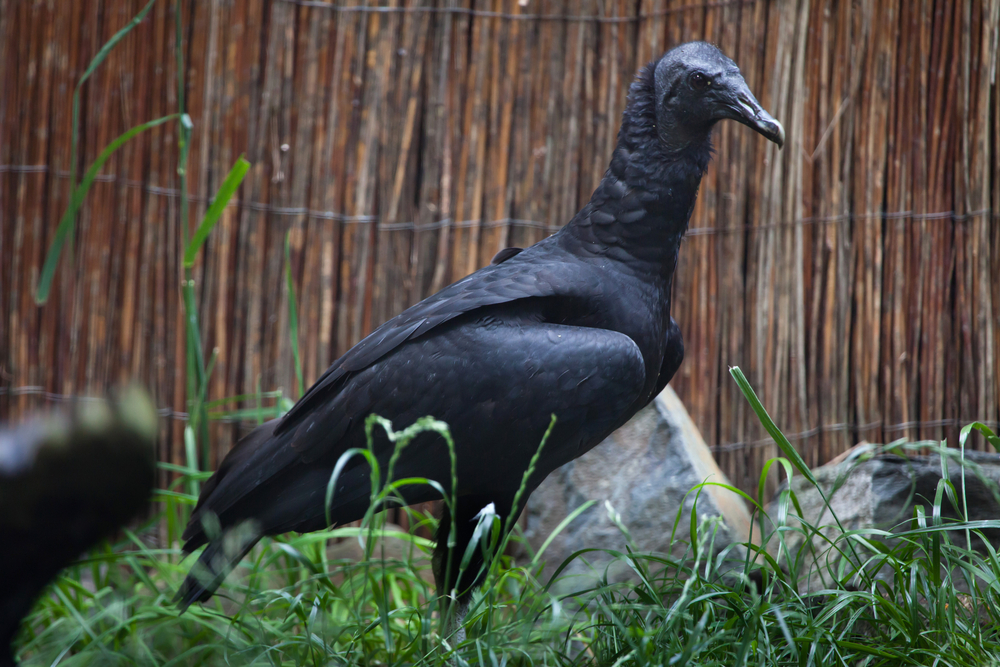 American black vulture (Coragyps atratus)