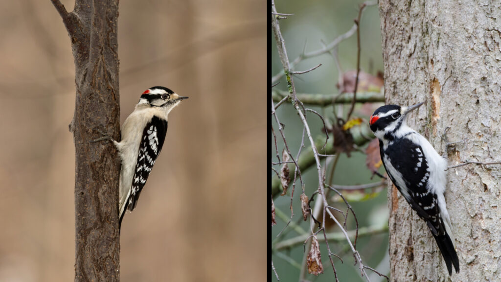 Hairy Woodpecker vs Downy Woodpecker Similarities & Differences
