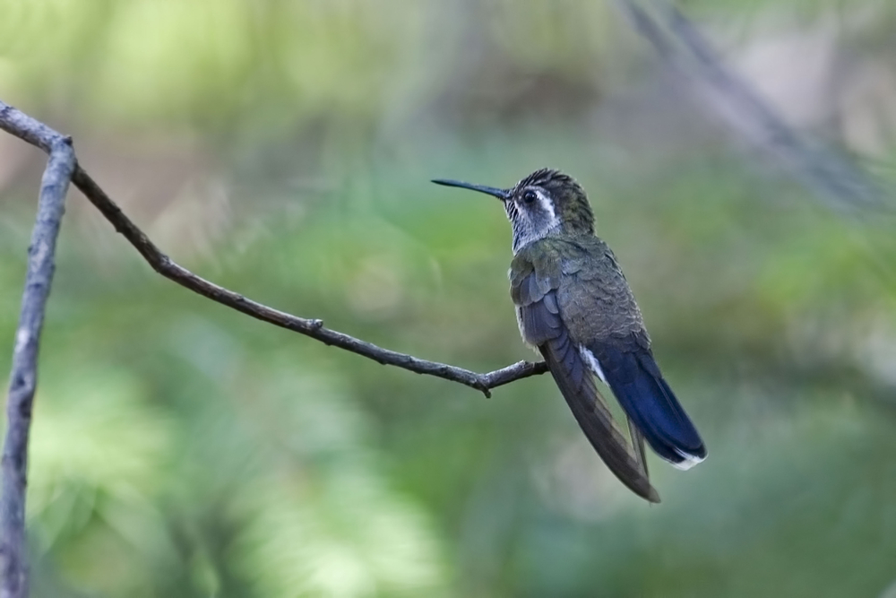 Lampornis clemenciae