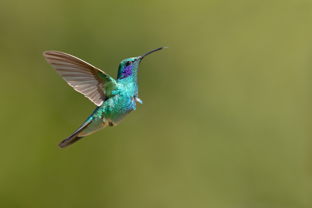 Mexican Violetear - Colibri Thalassinus