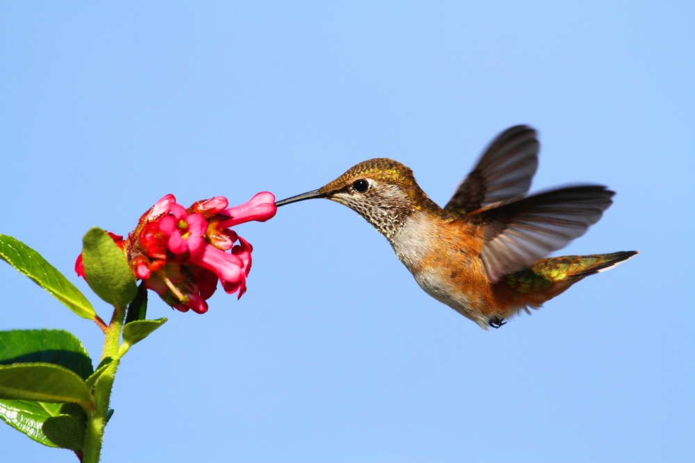 Rufous Hummingbird (Selasphorus rufus)