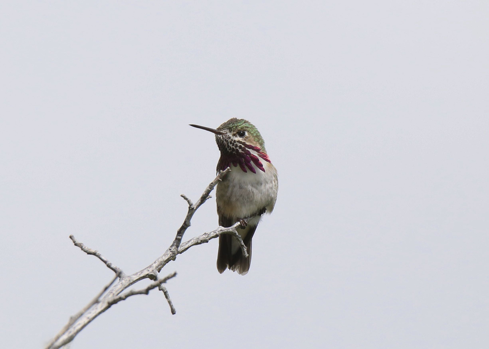 Selasphorus calliope