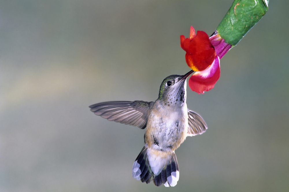 Calliope Hummingbird, Stellula calliope