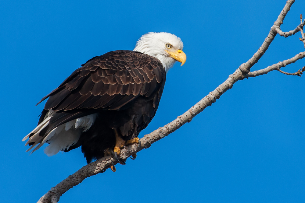 American Bald Eagle