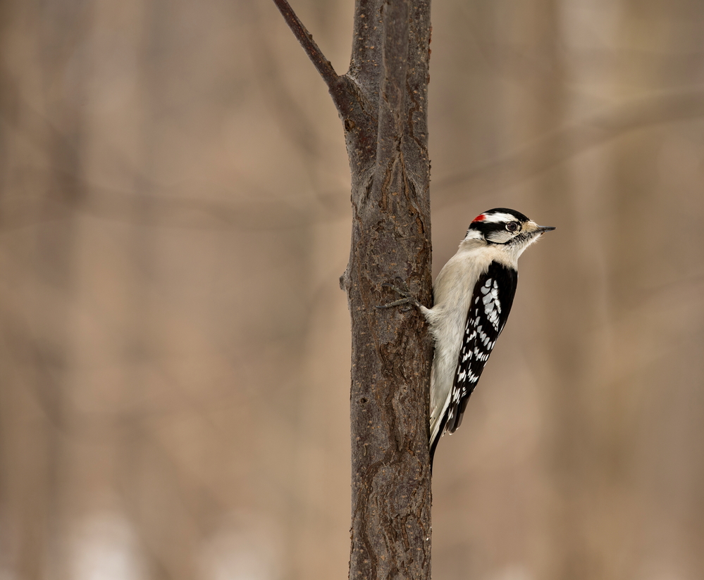 Downy Woodpecker