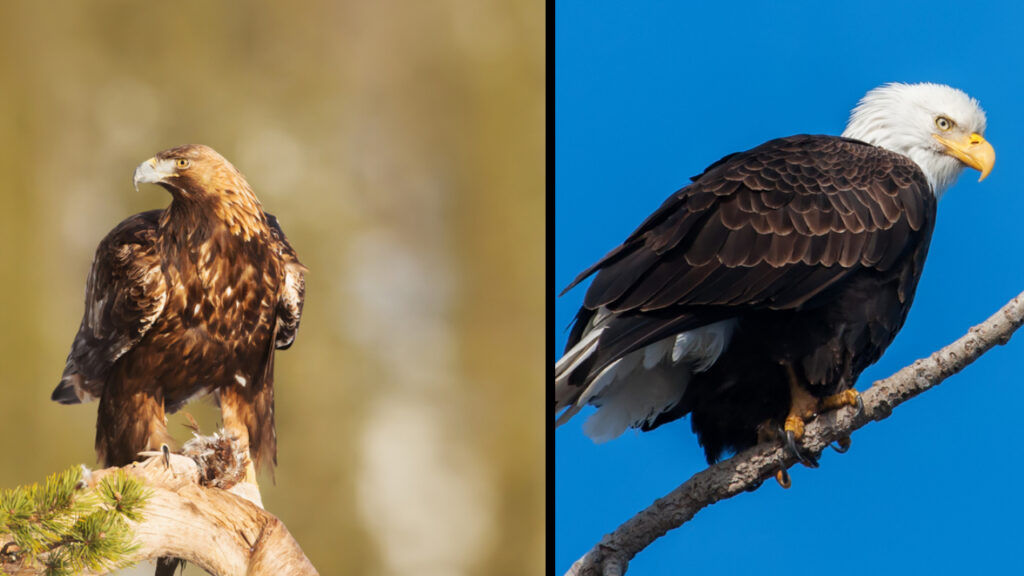 Golden Eagle vs Bald Eagle: Similarities & Differences - Birdwatching Tips