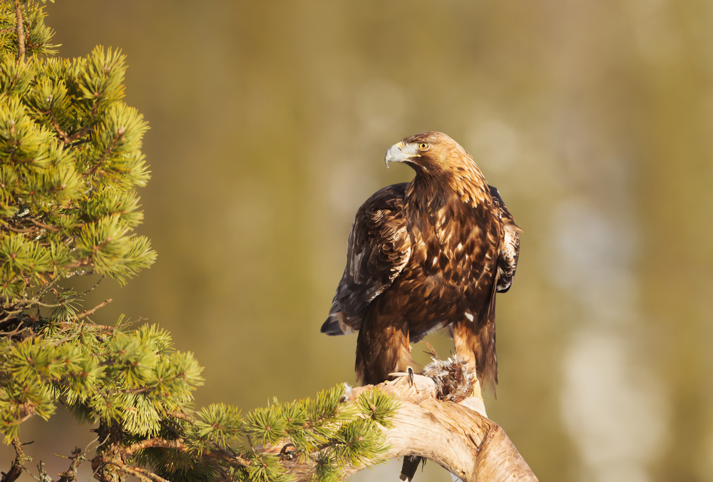 Golden Eagle perching on a pine tree branch