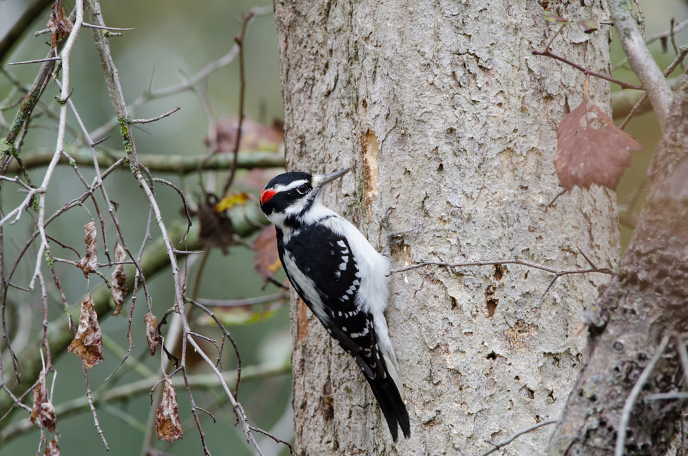 Male Hairy Woodpecker