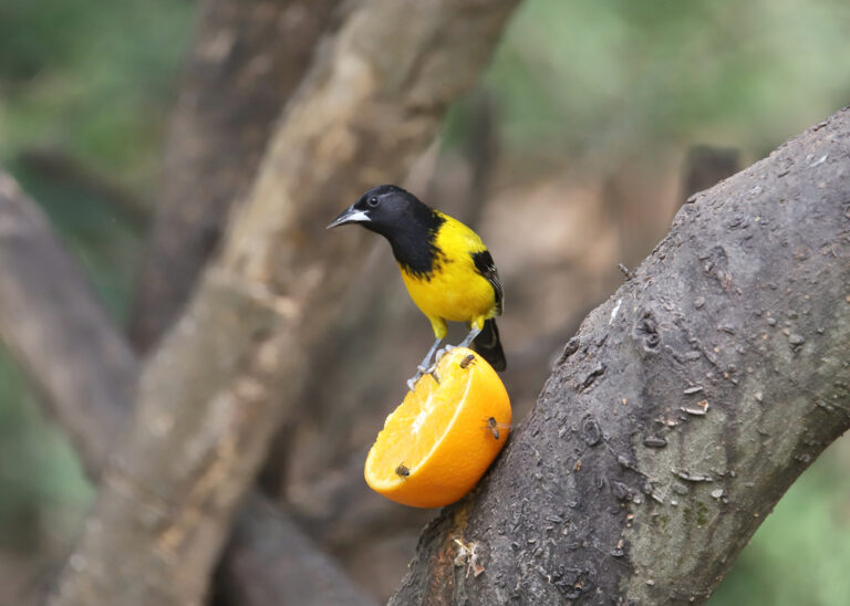 10 Types of Yellow Breasted Birds to Look Out For (Species Guide)