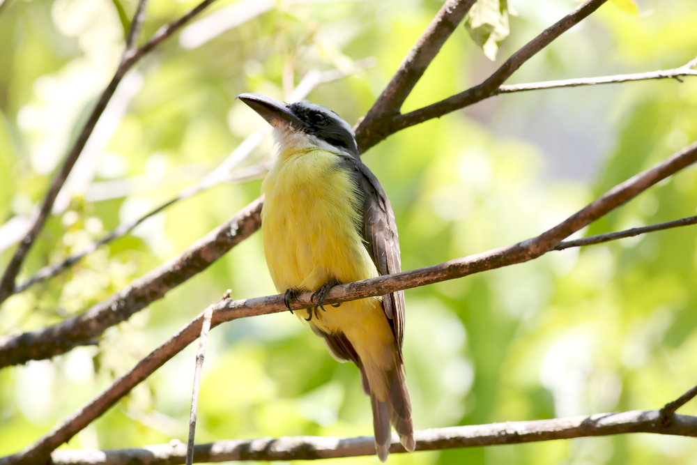 10 Types of Yellow Breasted Birds to Look Out For (Species Guide)