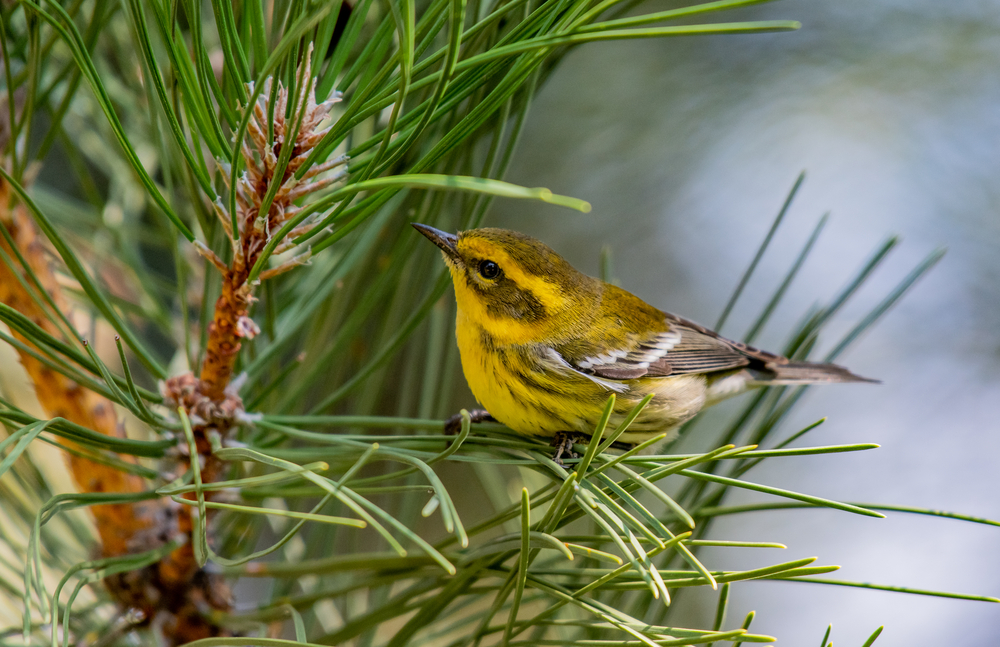 Setophaga townsendi