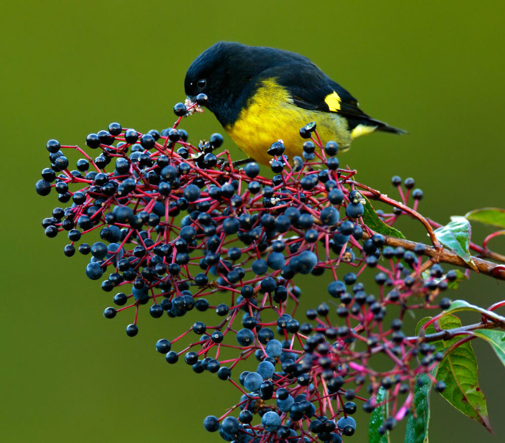 10 Types of Yellow Breasted Birds to Look Out For (Species Guide)