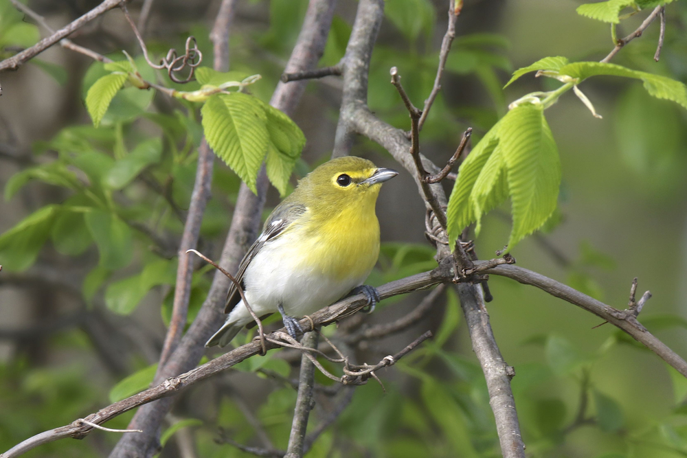 Vireo flavifrons