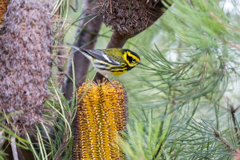 10 Types of Yellow Breasted Birds to Look Out For (Species Guide)